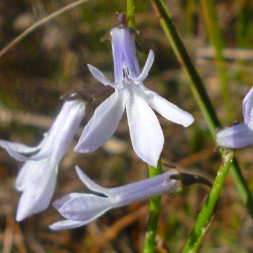 Waterlobelia